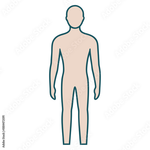3d rendered illustration of a male body