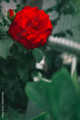 Rosa roja en primer plano con fondo verde natural desenfocado