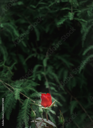 Rosa roja en primer plano con fondo verde natural desenfocado