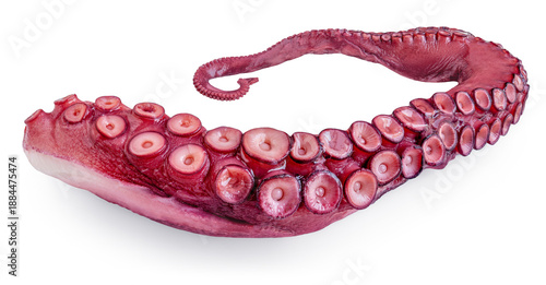 Bilde på lerret Octopus tentacle isolated over white background
