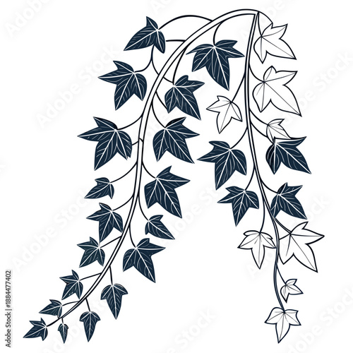 Elegant hanging ivy illustration