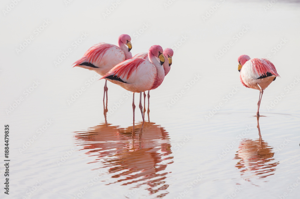 Obraz premium Flamingo