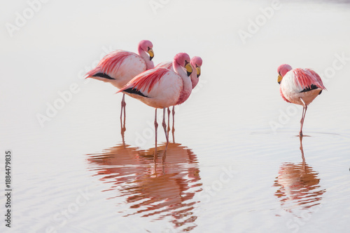 Flamingo © Galyna Andrushko