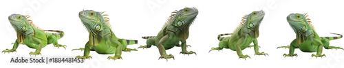 Tableau sur toile collection of the high quality  American iguana [PNG]file..