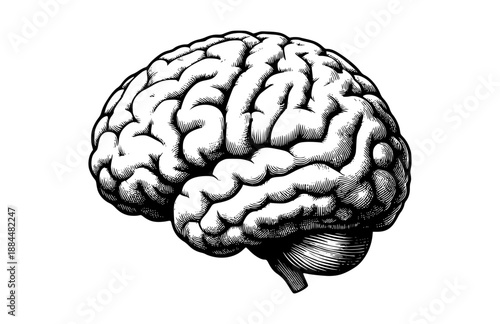 hand drawn of human brain isolated on white
