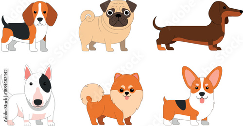 Cute dog character vector set with beagle pug dachshund bull terrier pomeranian corgi flat cartoon illustration isolated