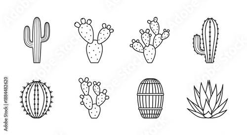 Variety of desert cacti illustrations