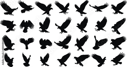 Flying bird silhouette collection, eagle hawk and falcon poses vector illustration, wildlife predator birds set, black nature icons isolated on white