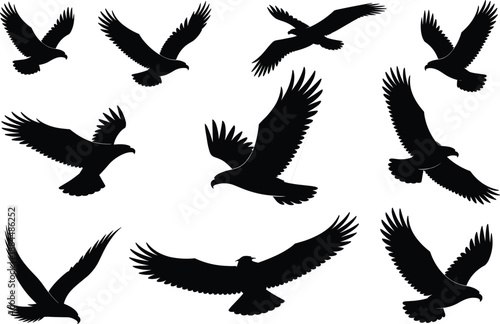 Flying bird silhouette vector illustration, black raptor icons, eagle and hawk wing positions, wildlife motion design, nature flight graphic, white background