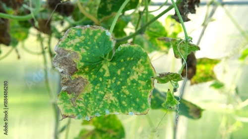 Diseased cucumber leaf affected by tobacco mosaic virus or other fungal infections. Peronosporaceae, Erysiphales, Sclerotinia sclerotiorum, Botrytis, Sclerotinia, Apiognomonia errabunda, Phytophthora