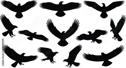 Flying eagle silhouette collection vector illustration, majestic birds in flight, freedom and wildlife design concept, detailed bird shape black outline