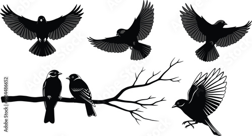Flying sparrow vector set, birds with open wings in flight and pair perched on tree branch, black silhouette design elements, isolated wildlife collection