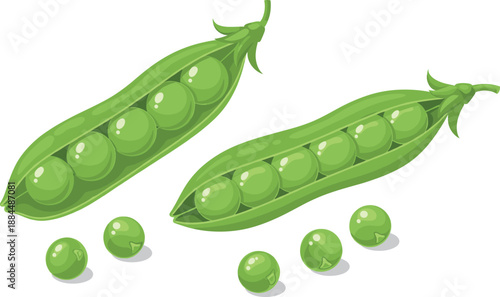 Fresh green peas in open pods vector illustration with isolated organic vegetable seeds for healthy cooking design.