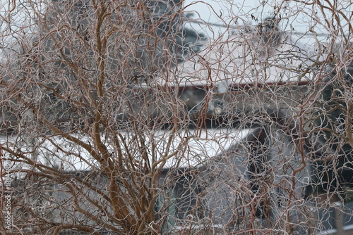 Fotografie Complex texture of twisted tree branches covered in frost, winter nature pattern