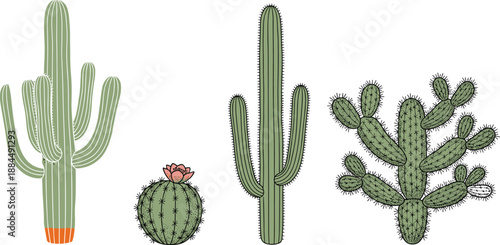 Set of hand drawn desert cactus illustrations including saguaro and prickly pear for nature and southwestern landscape concepts.