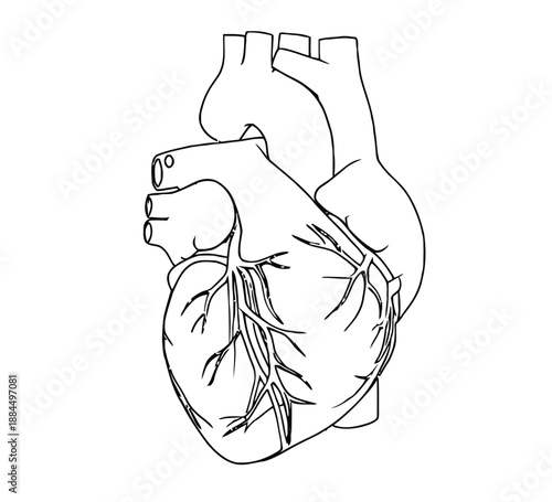 Line drawing of a human heart, showing detailed veins and arteries. The illustration emphasizes anatomical structure, conveying a clinical and educational tone.