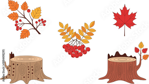 Vector illustration set featuring autumn maple leaves rowan berries and detailed tree stumps for woodland nature branding designs