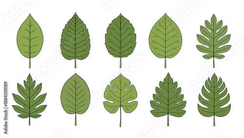 Collection of ten different green leaf shapes and species shown in a botanical illustration grid for nature and plant study.