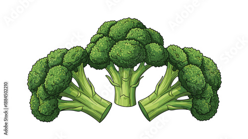 Three fresh green heads of broccoli arranged together on a white background representing healthy vegetable diet.