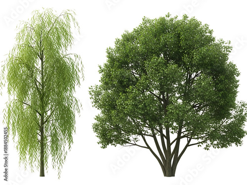 A comparison of a weeping willow and a roundleaf tree
