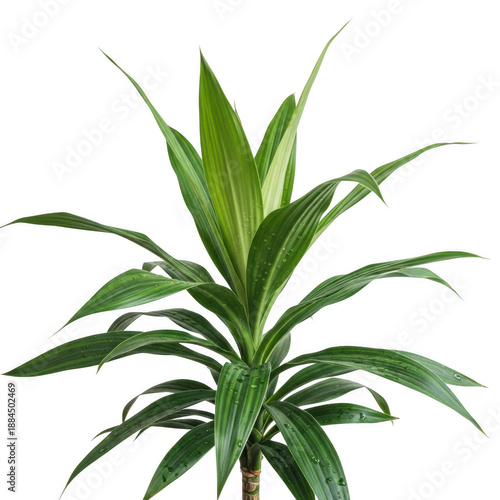 Lush green plant isolated on transparent background