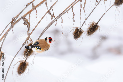 A goldfinch on a thistle on a winter day