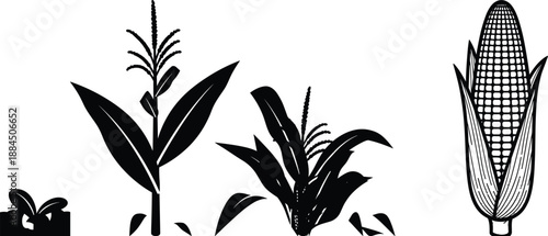 Corn plant growth stages silhouette from seedling to mature maize ear agriculture farming crop illustration vector concept