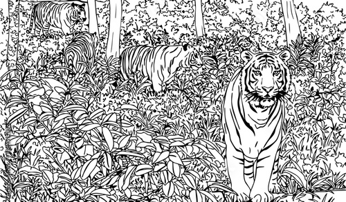 Royal Bengal Tiger From shundarban Rain Forest