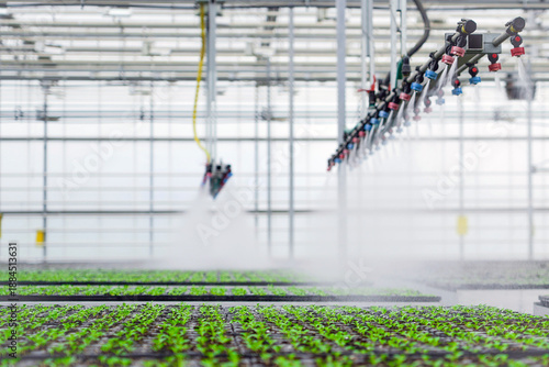 Automated sprinkler system watering rows of young green plant seedlings growing in a large modern greenhouse.
