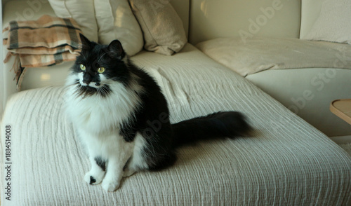 Fluffy black and white tuxedo cat sitting on beige sofa in modern minimalistic room