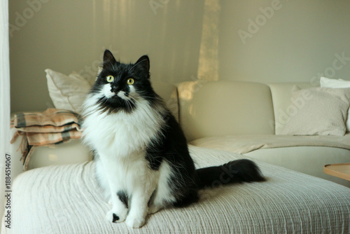 Fluffy black and white tuxedo cat sitting on beige sofa in modern minimalistic room