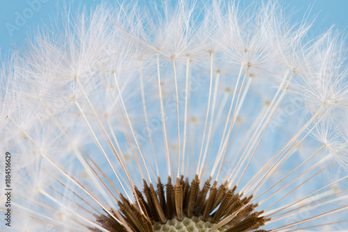 Fotografie Macro view Dandelion head with seeds. Blue background.