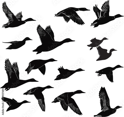  Collection of black vector mallard duck silhouettes featuring flying flock isolated on white background