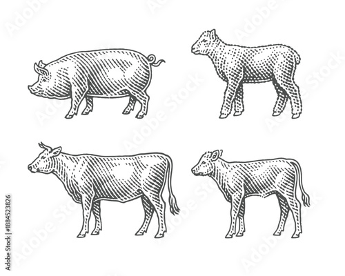 Lamb, pig, bull, cow and calf. Farm domestic animals. Hand drawn engraving style illustrations. Etched vector illustration.	
