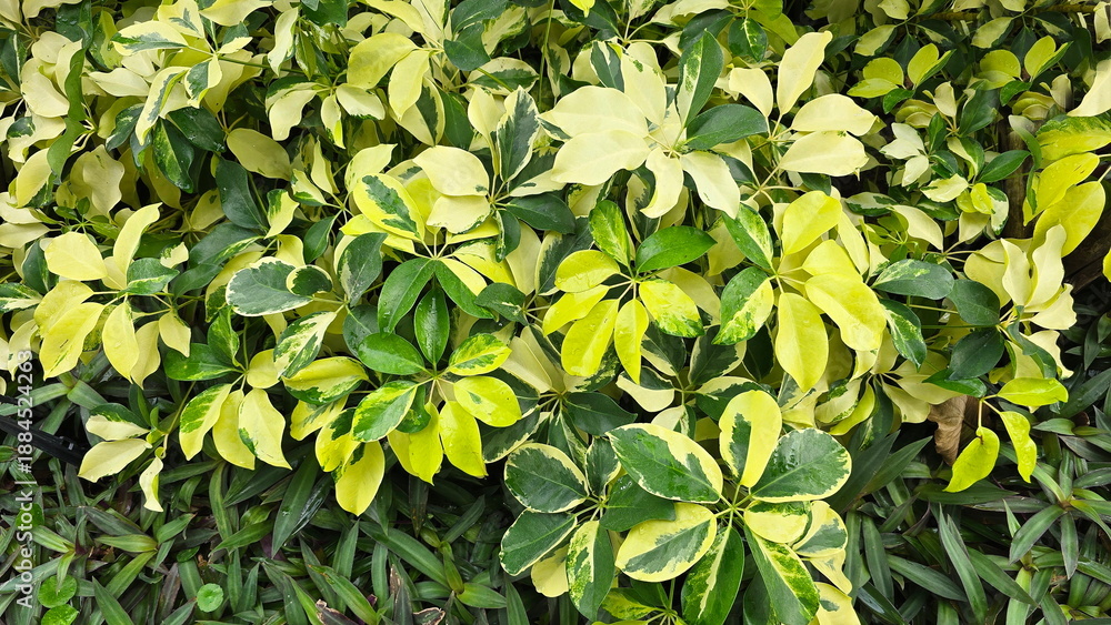 Obraz premium The Variegated Dwarf Umbrella Tree has dark green leaves interspersed with patches of creamy white or yellow. The Heptapleurum arboricola 'Variegata', has palmately compound leaves with 7-9 leaflets. 