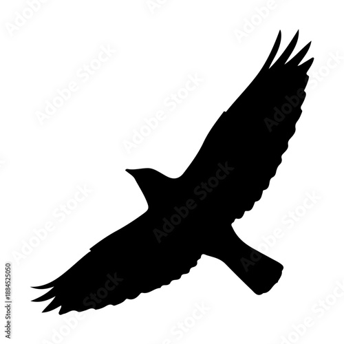 Silhouette of a bird of prey in mid-flight with wings outstretched Vector
