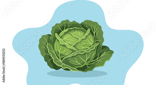 Head of fresh green cabbage with detailed textured leaves isolated on a light blue organic shape background.