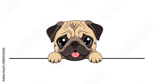 Cute pug puppy peeking over a horizontal black line with its paws showing against a plain white background.
