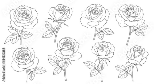 Set of several rose flower sketches in black line art showing different angles and stages of blooming on white.