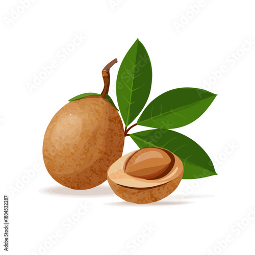 Clean 2D flat vector depiction of a Sapodilla, designed in minimalist modern style with white background.