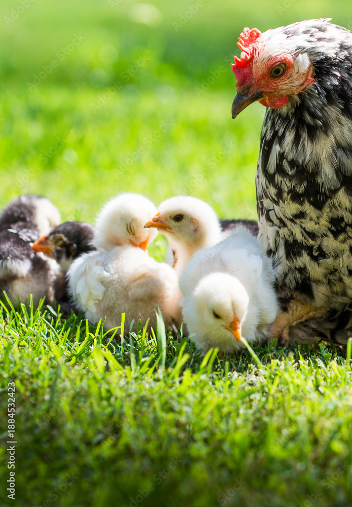 Obraz premium Mother hen with its baby chicken
