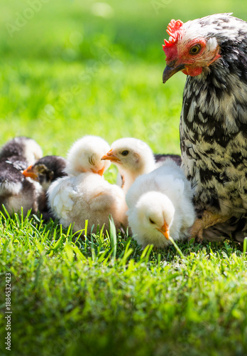 Mother hen with its baby chicken © Dusan Kostic