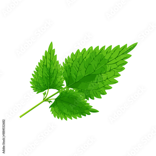 Modern flat 2D vector illustration of a Nettle Leaf, minimal design style on a white background.