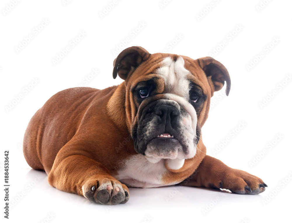 Obraz premium english bulldog in studio