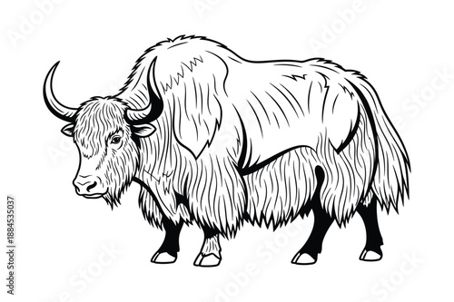 Yak Animal Vector Illustration