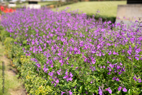 Vibrant purple salvia blooms in lush garden setting on a sunny day