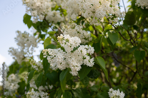 Blooming white lilac flowers in lush green garden on sunny day