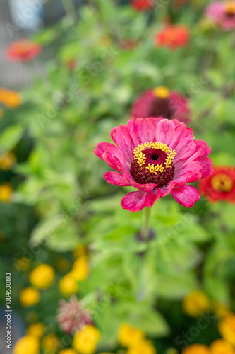 Vibrant pink zinnia bloom amidst lush greenery in garden setting