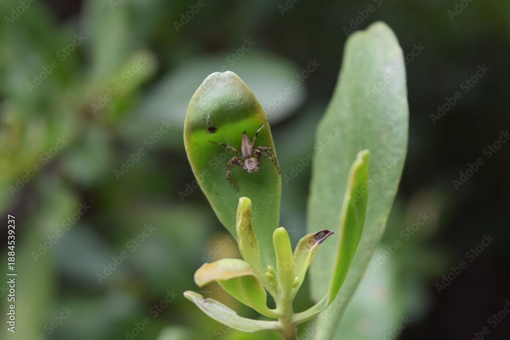 Obraz premium spider on the flowers