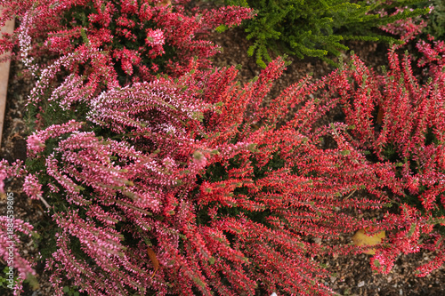 Vibrant pink and red heather flowers in lush garden setting